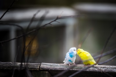 Yellow parrot kissing in outdoor
